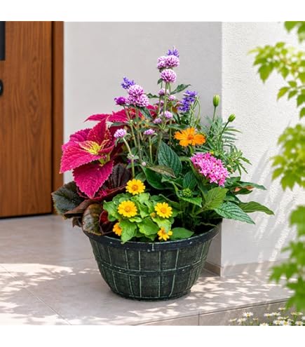 Amazon｜赤蝦夷松寄せ植え素材10本｜観葉植物 オンライン通販